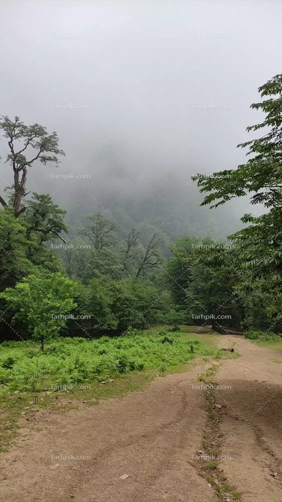 عکس جنگل زیبا و سرسبز در مه