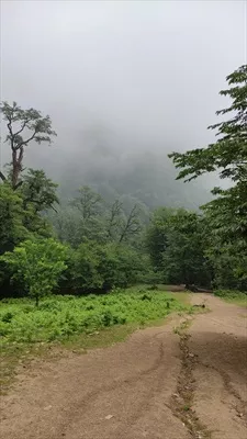 عکس جنگل زیبا و سرسبز در مه