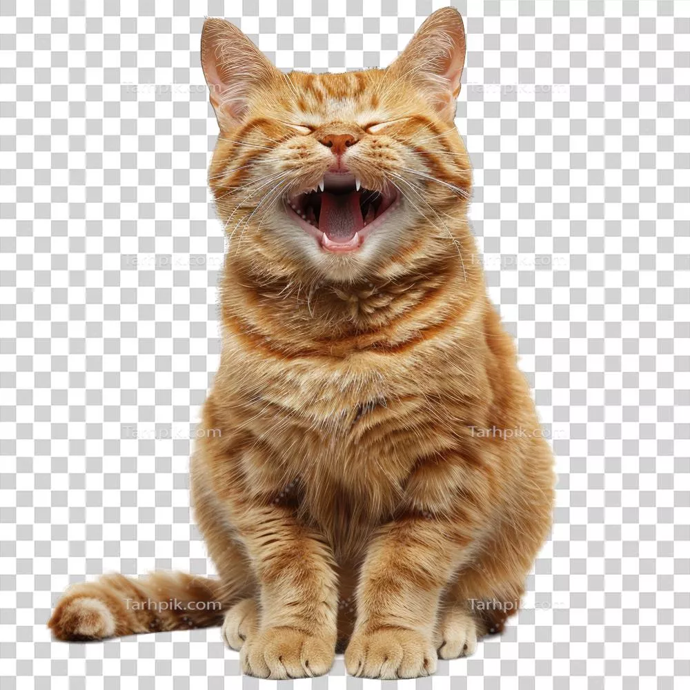 عکس دوربری گربه خندان نارنجی در حال لذت بردن از لحظه‌ای شاد و آرام