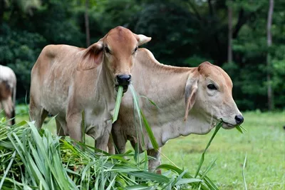 عکس گاوها در حال چرا در مرتع سبز و سرسبز جنگلی
