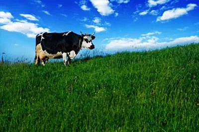 عکس گاو در مرتع سرسبز زیر آسمان آبی و ابرهای سفید