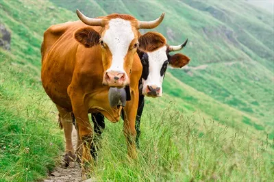 عکس گشت و گذار گاوها در مراتع سرسبز و زیبای کوهستانی