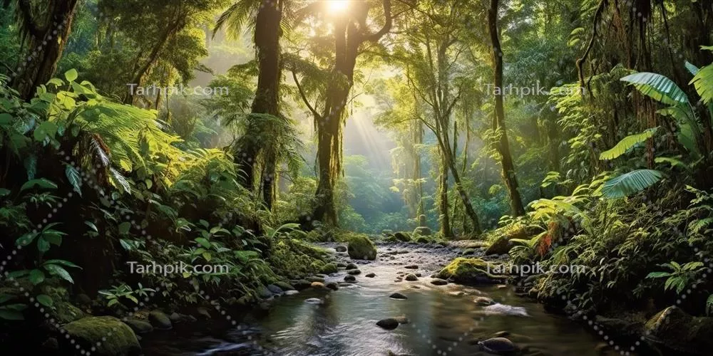 عکس جنگل بارانی سرسبز با نور خورشید و رودخانه آرام در دل طبیعت