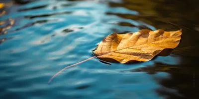 عکس برگ پاییزی شناور بر سطح آب در انعکاس نور خورشید