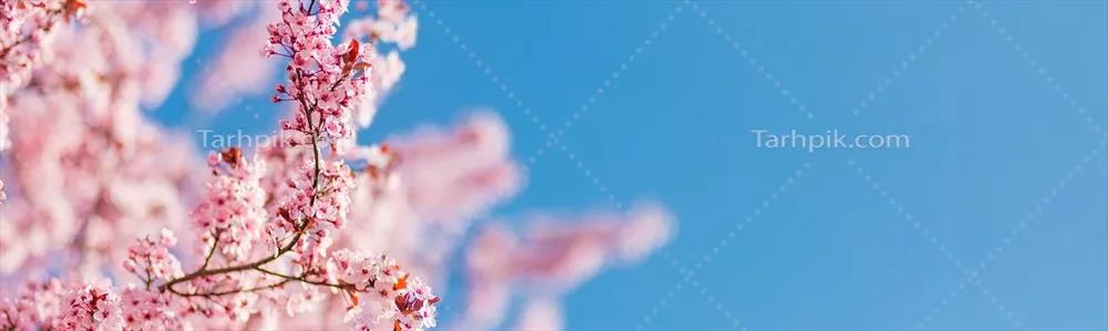 عکس شکوفه های صورتی درخشان در برابر آسمان آبی روشن بهاری