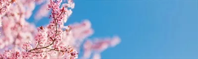 عکس شکوفه های صورتی درخشان در برابر آسمان آبی روشن بهاری