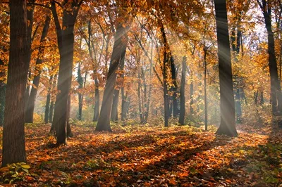 عکس جاده ای در جنگل پاییزی با برگ های زرد و نارنجی در زیر نور خورشید