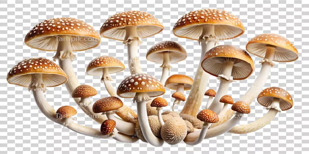 عکس دوربری تصویری زیبا از قارچ ها در خوشه ای طبیعی و شفاف