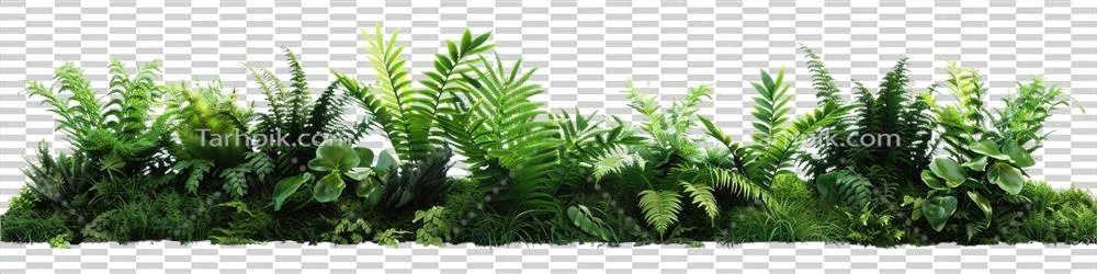 عکس دوربری تصویری زیبا از بوته های سرخس و خزه در دل طبیعت