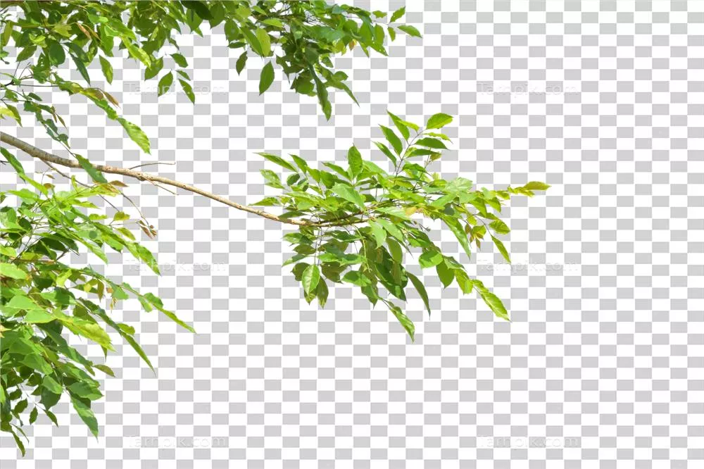 عکس دوربری تصویری زیبا از برگ های سبز روی شاخه با پس زمینه شفاف