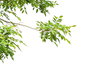 عکس دوربری تصویری زیبا از برگ های سبز روی شاخه با پس زمینه شفاف