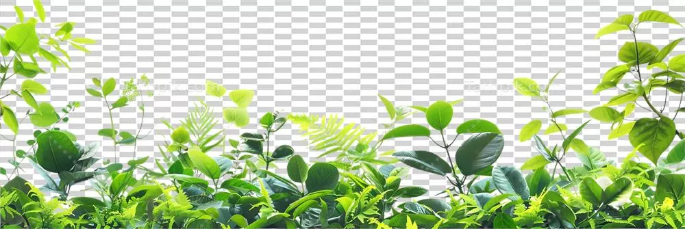 عکس دوربری تصویری زیبا از شاخ و برگ سبز و سرسبز با جزئیات دقیق