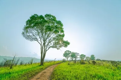 عکس منظره زیبا و روستایی از دشت های سبز با جاده خاکی و درختان در تپه ها