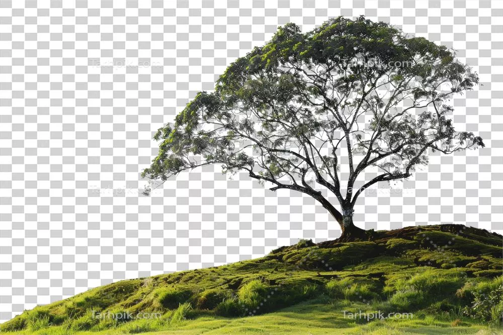 عکس دوربری درختی باشکوه و تنها بر روی تپه ای سرسبز با پس زمینه شفاف
