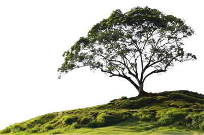 عکس دوربری درختی باشکوه و تنها بر روی تپه ای سرسبز با پس زمینه شفاف