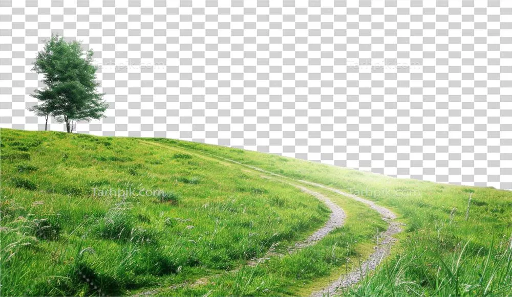 عکس دوربری درختی تنهایی بر فراز تپه ای سرسبز با مسیری پیچ درپیچ و پس زمینه شفاف