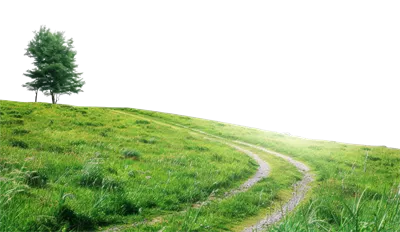 عکس دوربری درختی تنهایی بر فراز تپه ای سرسبز با مسیری پیچ درپیچ و پس زمینه شفاف