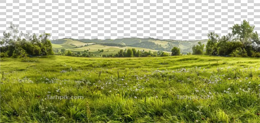 عکس دوربری منظره ای پانورامیک از دشت با درختان و تپه های زیبا