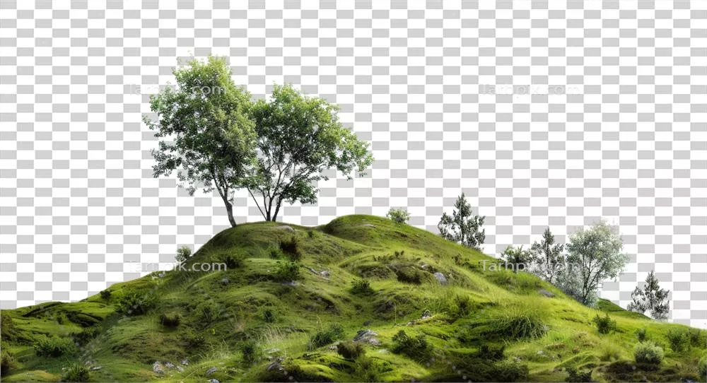 عکس دوربری درختی تنها بر روی تپه ای سبز و زیبا با پس زمینه شفاف