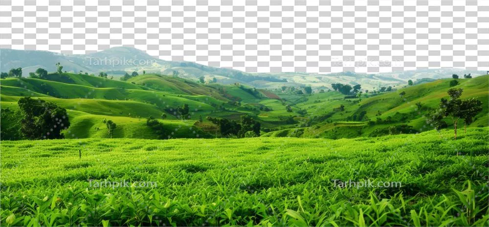 عکس دوربری مزارع چای سبز و سرسبز در تپه های زیبا و دل انگیز با پس زمینه شفاف
