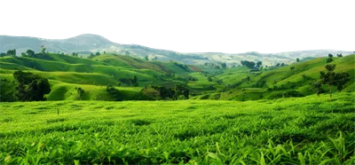 عکس دوربری مزارع چای سبز و سرسبز در تپه های زیبا و دل انگیز با پس زمینه شفاف