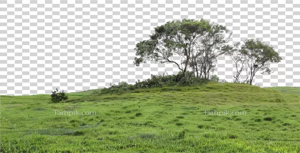 عکس دوربری درختی تنها بر روی تپه ای سبز و زیبا با پس زمینه شفاف