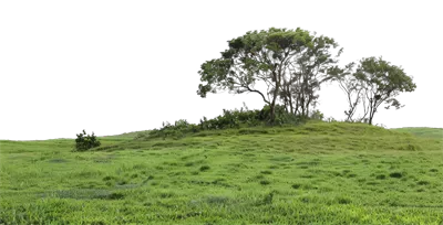 عکس دوربری درختی تنها بر روی تپه ای سبز و زیبا با پس زمینه شفاف
