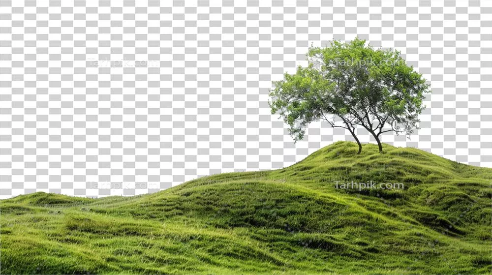 عکس دوربری تصویری از تپه های سبز و سرسبز با درختان در یک منظره آرام و دلنشین