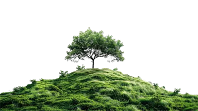 عکس دوربری درختی تنها بر روی تپه ای سبز و زیبا با پس زمینه شفاف