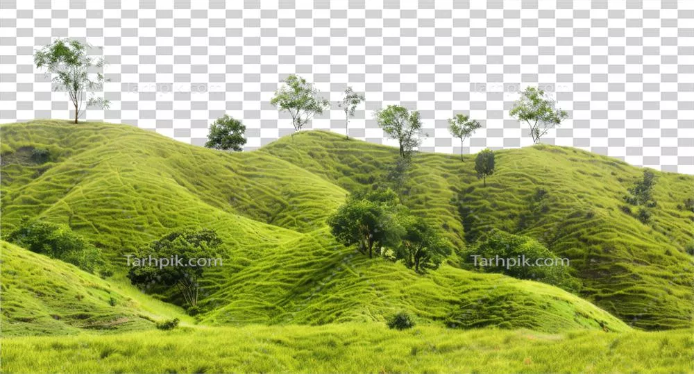 عکس دوربری تصویری از تپه های سبز و سرسبز با درختان در یک منظره آرام و دلنشین