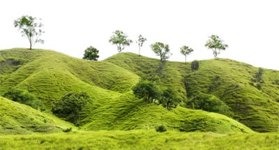 عکس دوربری تصویری از تپه های سبز و سرسبز با درختان در یک منظره آرام و دلنشین