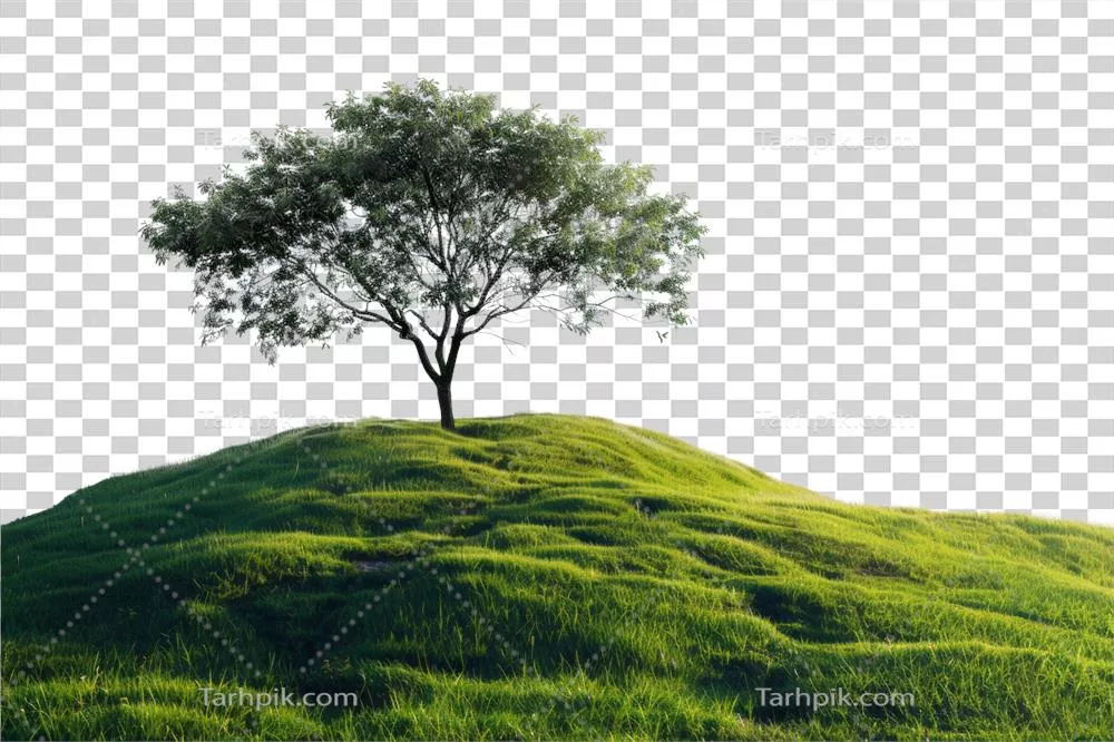 عکس دوربری درختی تنها بر روی تپه ای سبز و زیبا با پس زمینه شفاف