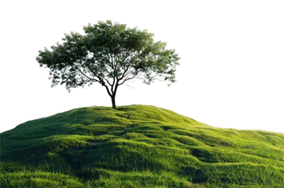عکس دوربری درختی تنها بر روی تپه ای سبز و زیبا با پس زمینه شفاف