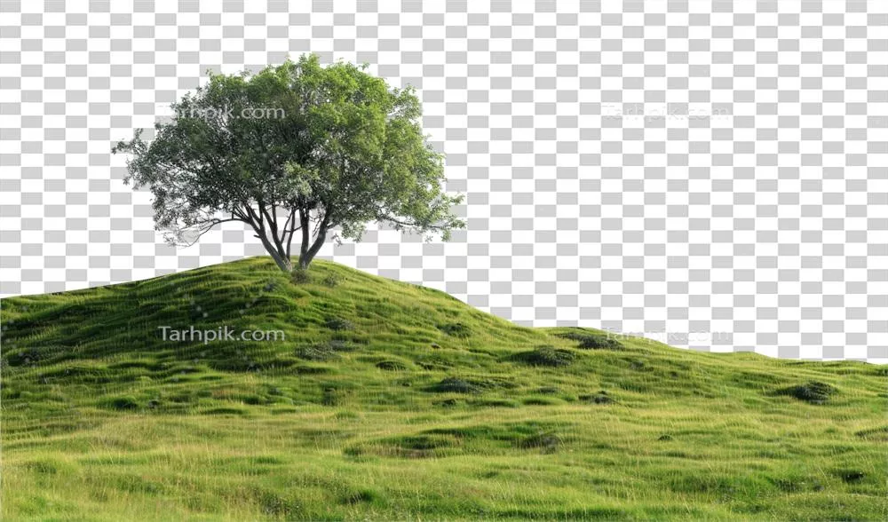 عکس دوربری درختی تنها بر روی تپه ای سبز و زیبا با پس زمینه شفاف
