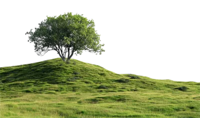 عکس دوربری درختی تنها بر روی تپه ای سبز و زیبا با پس زمینه شفاف