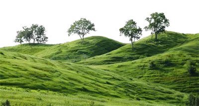 عکس دوربری تصویری زیبا از تپه های سبز و درختان سرسبز در یک منظره آرام
