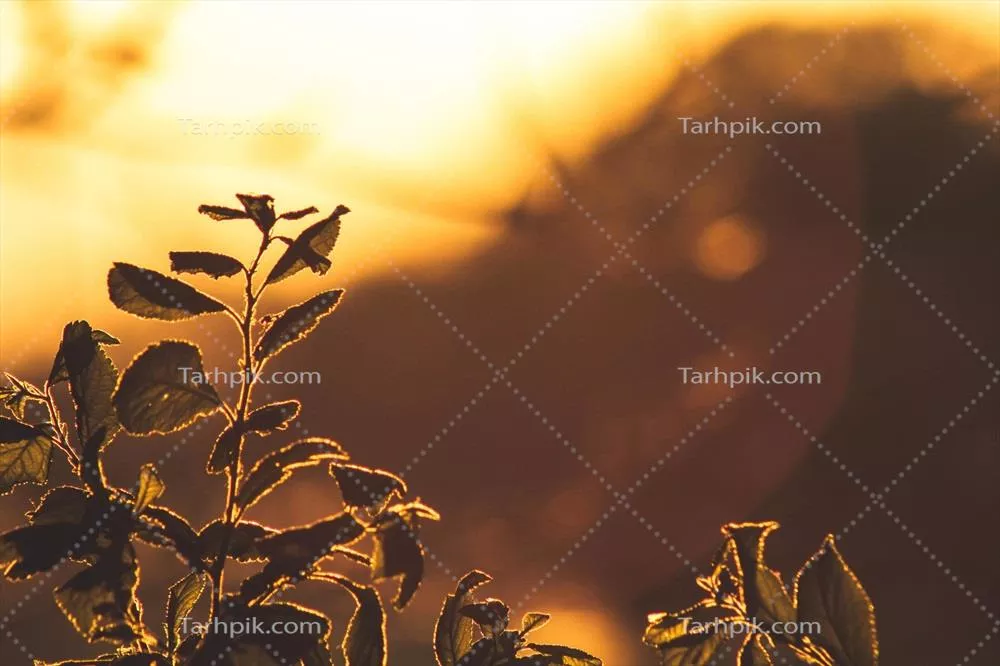 تصویری از برگ های گیاه در نور طلایی غروب خورشید