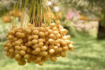عکس خرماهای زرد زیبا و خوشمزه پرورش یافته در تایلند که می توان تازه مصرف کرد