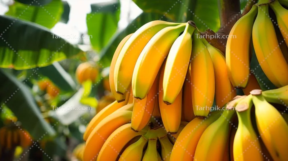عکس درخت موز با میوه های رسیده: زیبایی طبیعت در یک تصویر جذاب