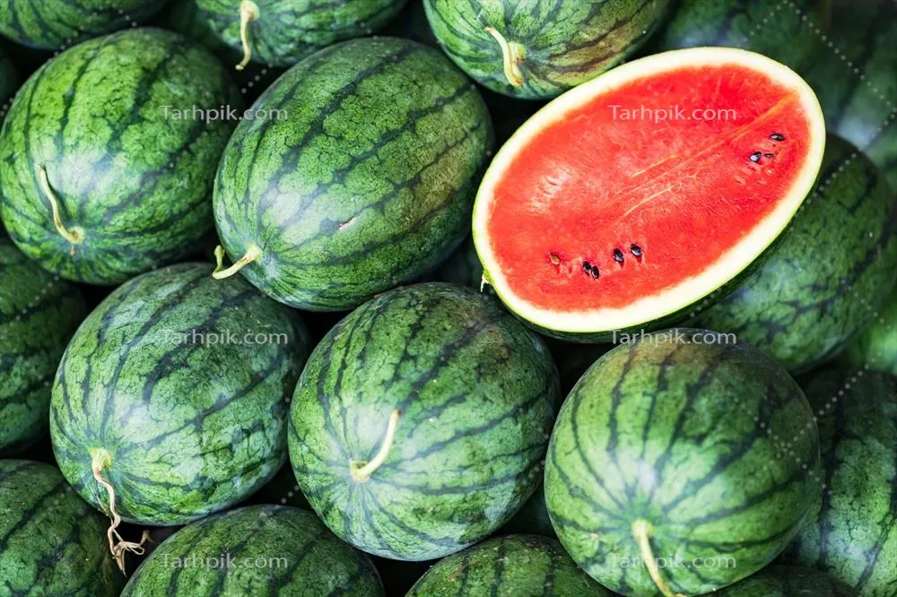 عکس تصویری زیبا از هندوانه های بزرگ و سبز در یک باغ سرسبز