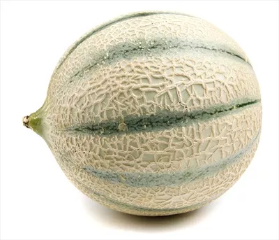 عکس ملون کنتالاپ در نمای جانبی بر روی پس زمینه سفید