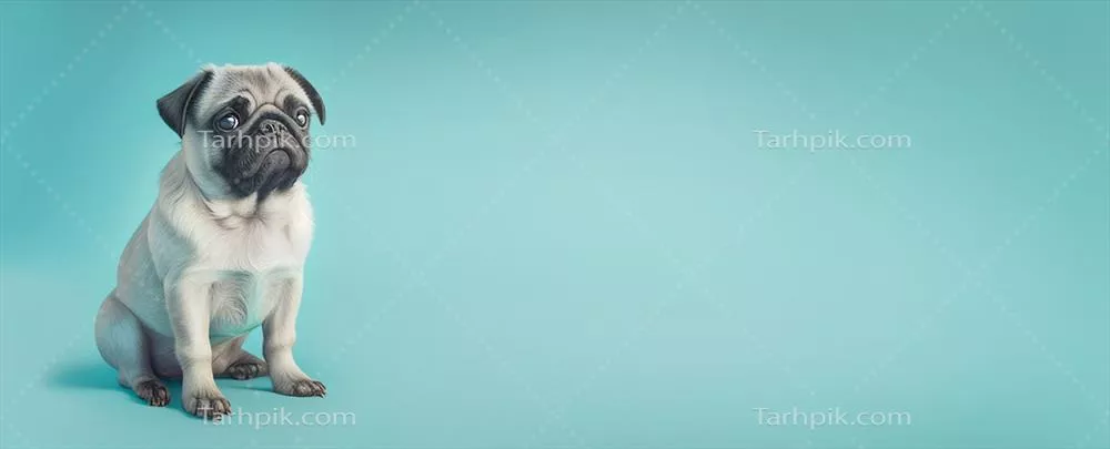 عکس تصویر یک سگ پاگ زیبا با پس زمینه آبی و طراحی هوش مصنوعی