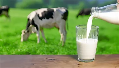 عکس ریختن شیر در یک لیوان شیشه ای از بطری روی میز چوبی - روز جهانی شیر