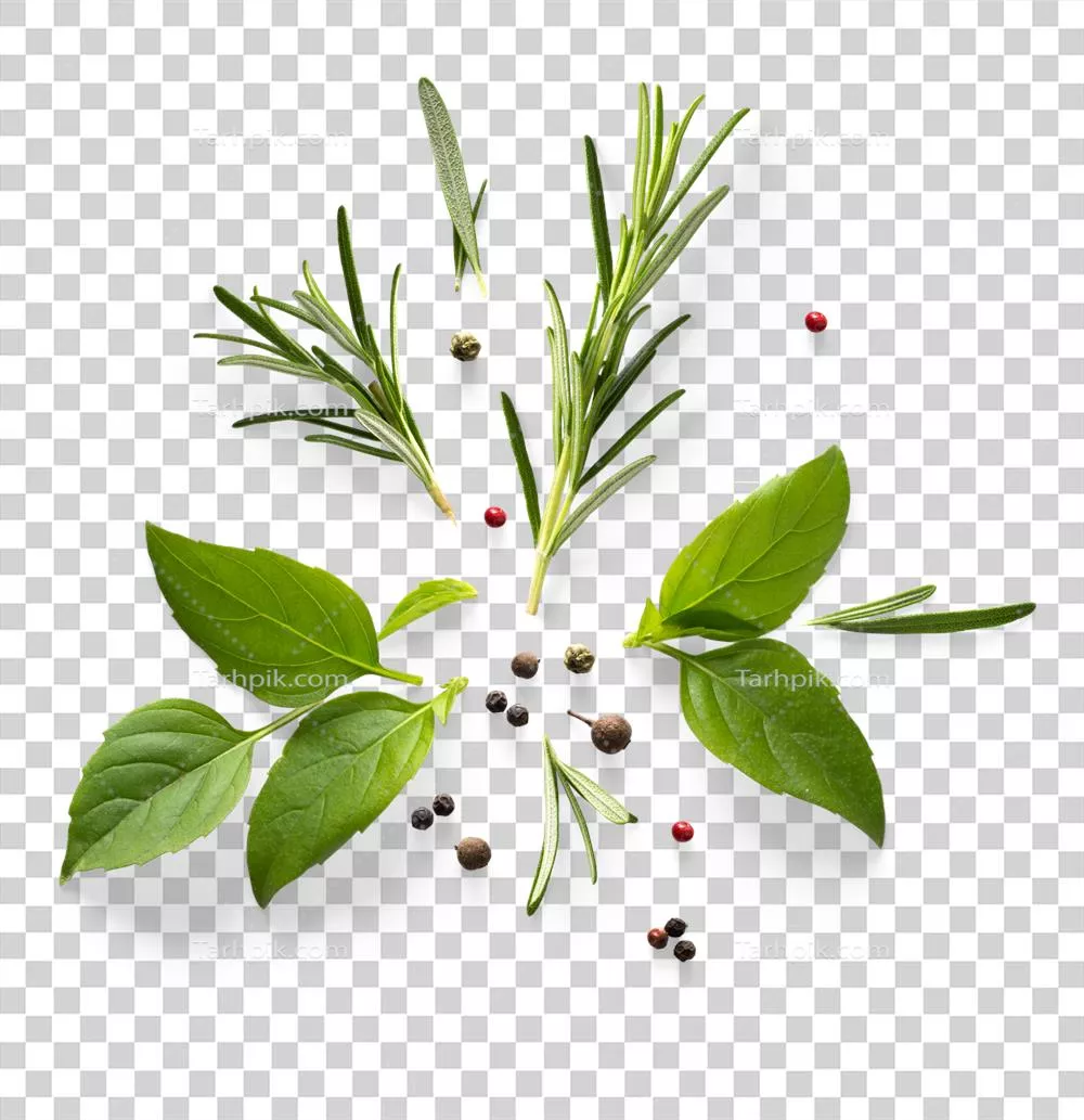 عکس دوربری ترکیب تازه از گیاهان و ادویه های مدیترانه ای با سایه شفاف