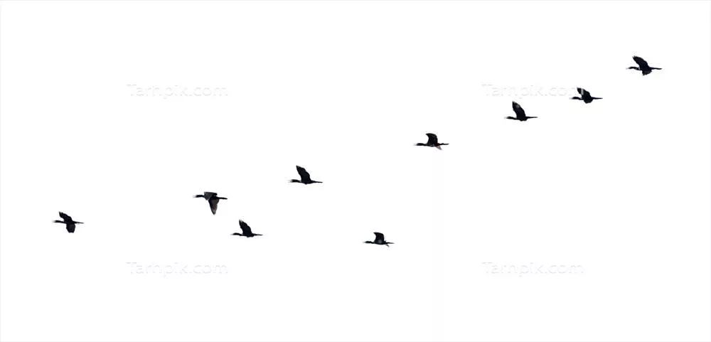 عکس تصویری زیبا از پرندگان در حال پرواز به صورت سیلوئت در آسمان