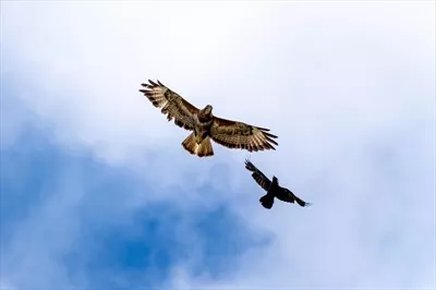 عکس پرنده باز معمولی در حال دفاع از خود در برابر یک کلاغ