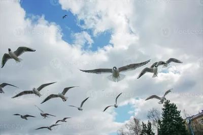 عکس پرواز آزادانه مرغابی ها در آسمان و جستجوی غذا