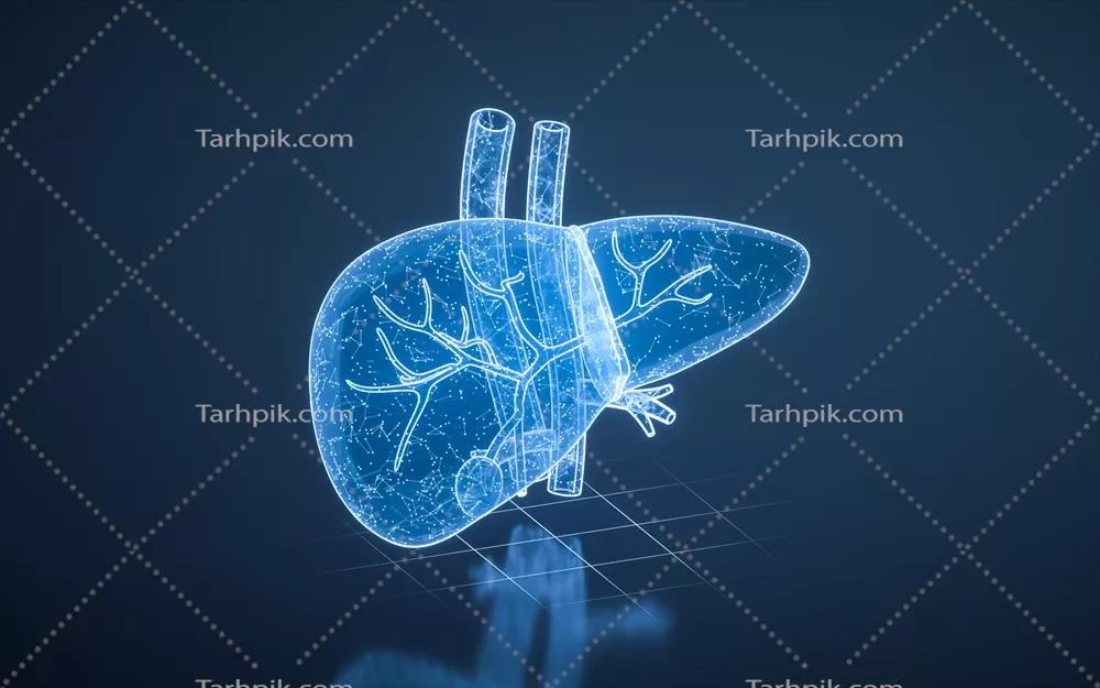 عکس مدل سه بعدی کبد به همراه مفاهیم مراقبت از سلامت و بیماری ها