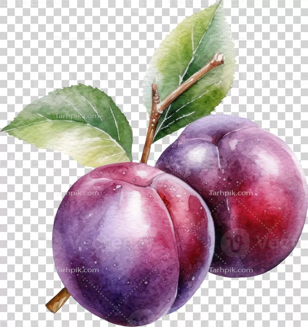 عکس دوربری تصویری زیبا از میوه آلو به صورت آبرنگی و با طراحی هوش مصنوعی