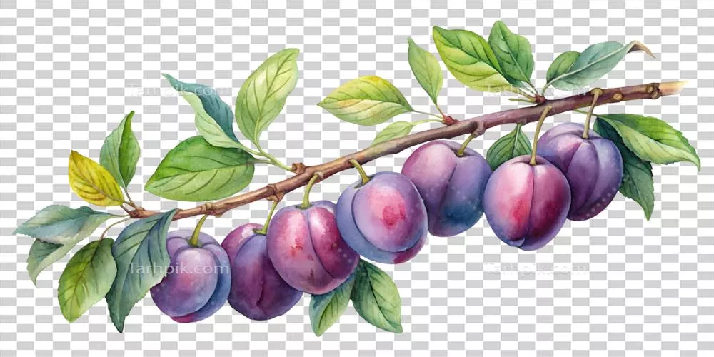 عکس دوربری تصویری زیبا از شاخه آلو با پس زمینه شفاف و بدون حاشیه